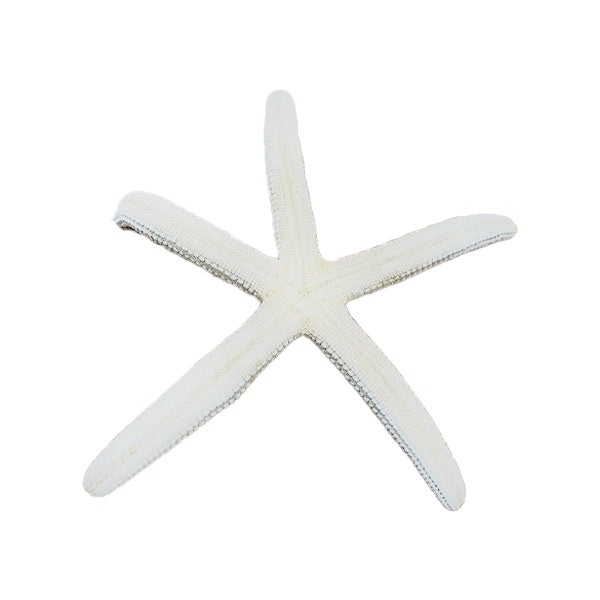 【OUTLET】オブジェ 置物 ヒトデ M/34B 077255