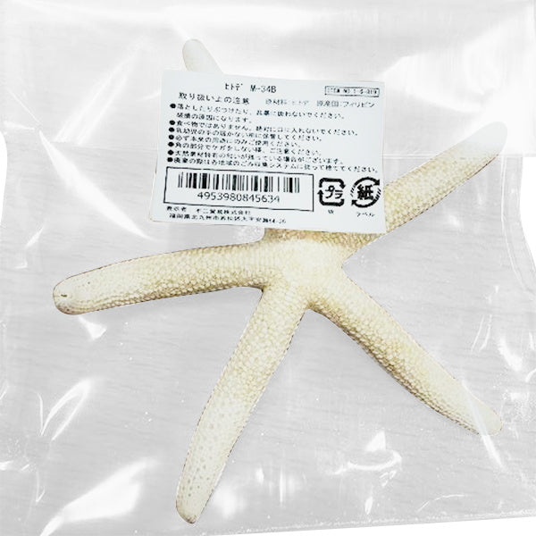 【OUTLET】オブジェ 置物 ヒトデ M/34B 077255