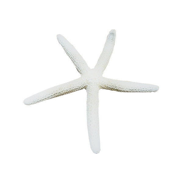 【OUTLET】オブジェ 置物 ヒトデ M/34B 077255