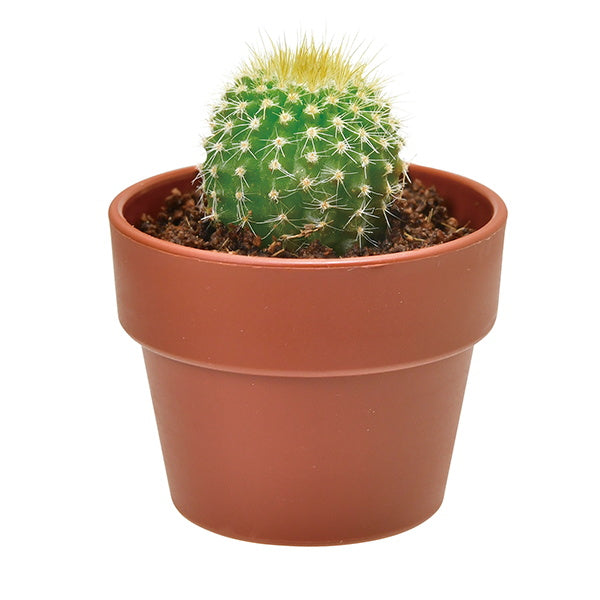 サボテン栽培キット 聖新陶芸GD921育てるカプセル/サボテン 207045