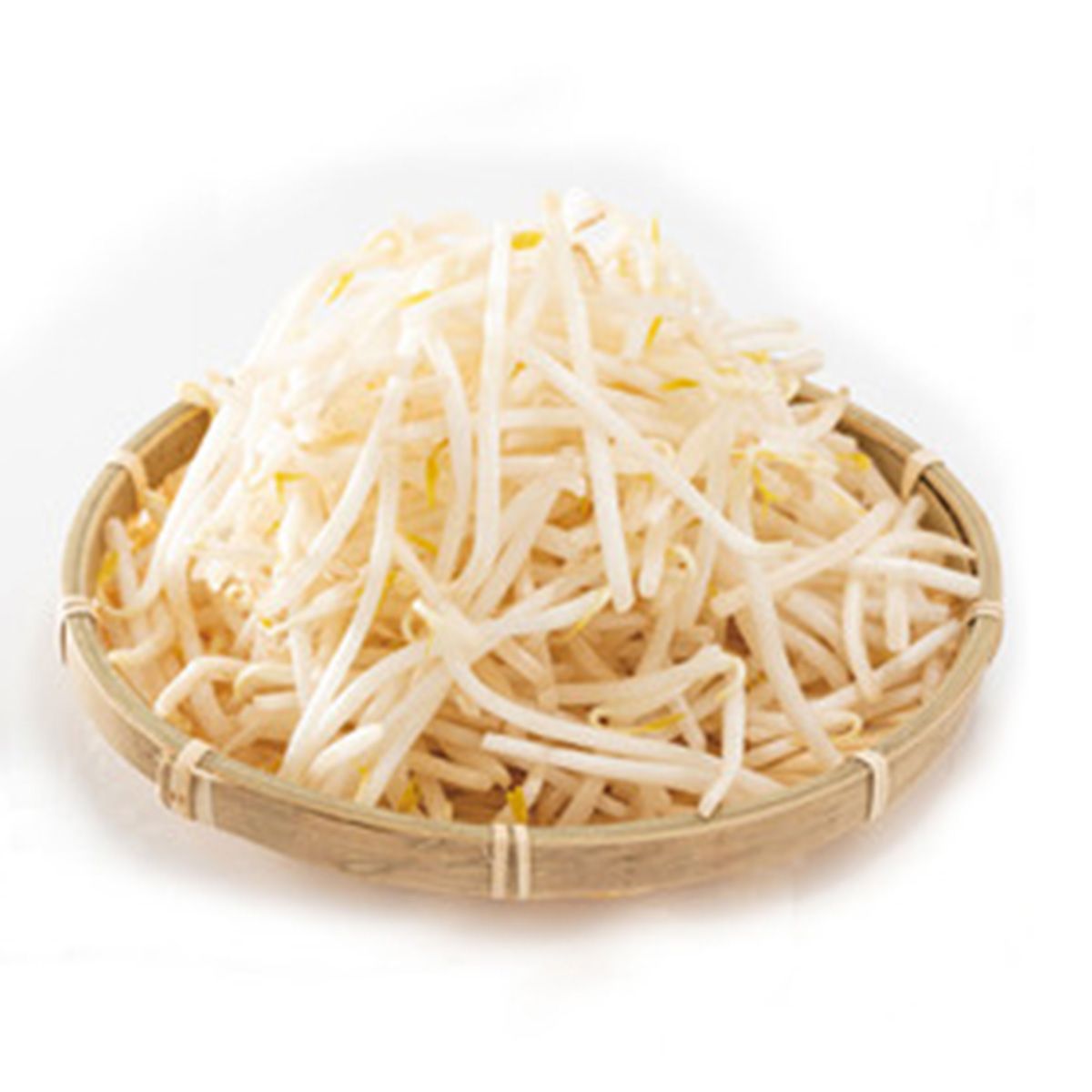 【OUTLET】水耕栽培で緑豆もやしを育てよう 350057