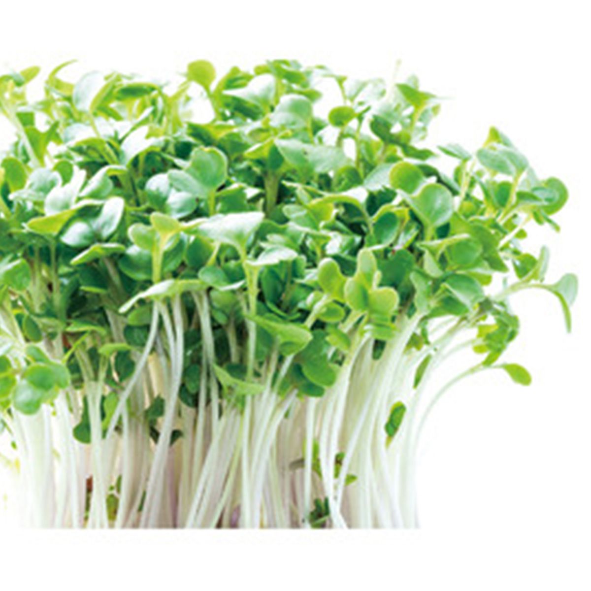 水耕栽培でブロッコリーを育てよう 350058