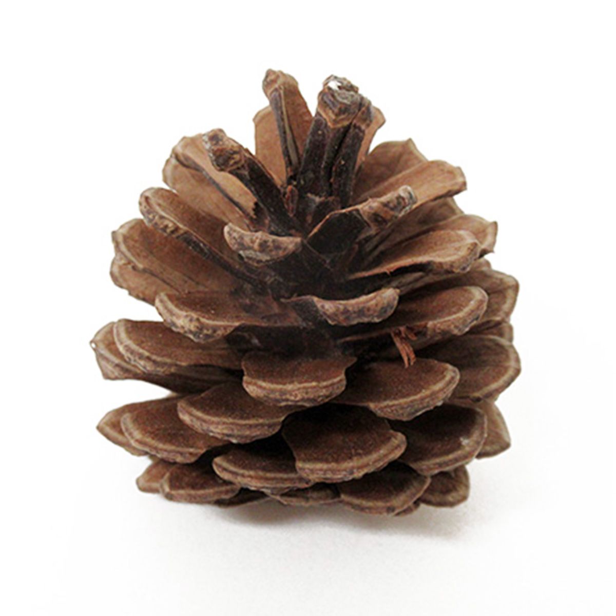 【在庫限り】ナチュラルパーツパインコーン4P 360525