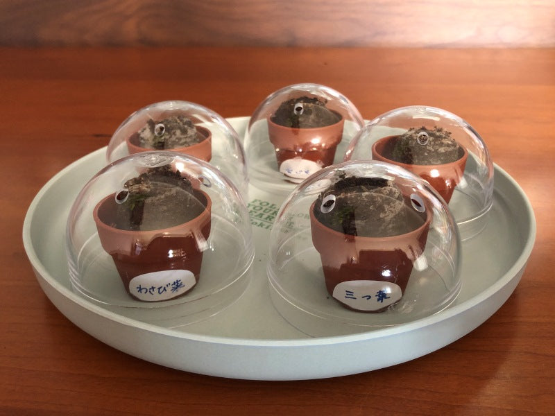 ワッツオンライン「育てるカプセル薬味」は初心者にもおすすめ！