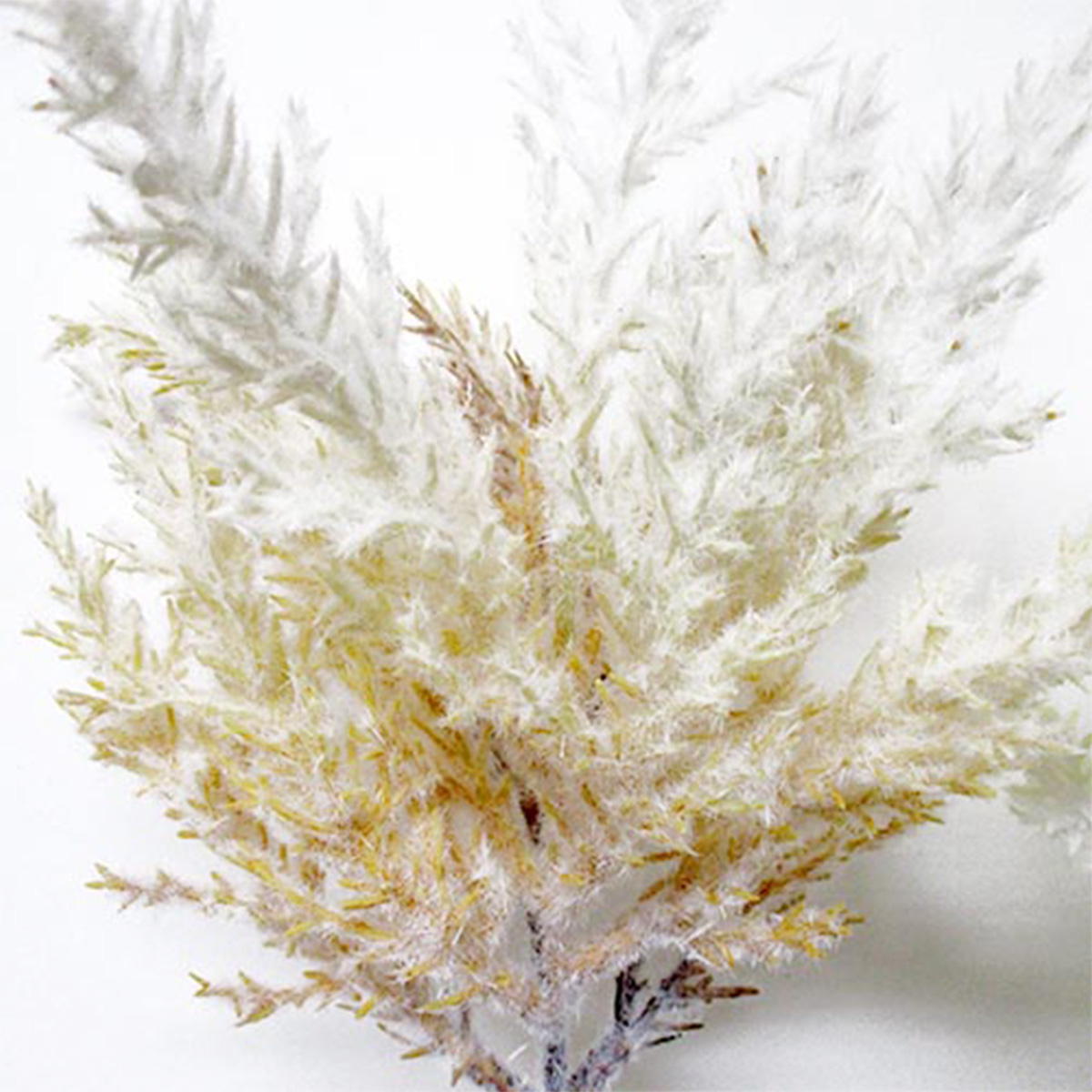 ドライパンパスショート 360472