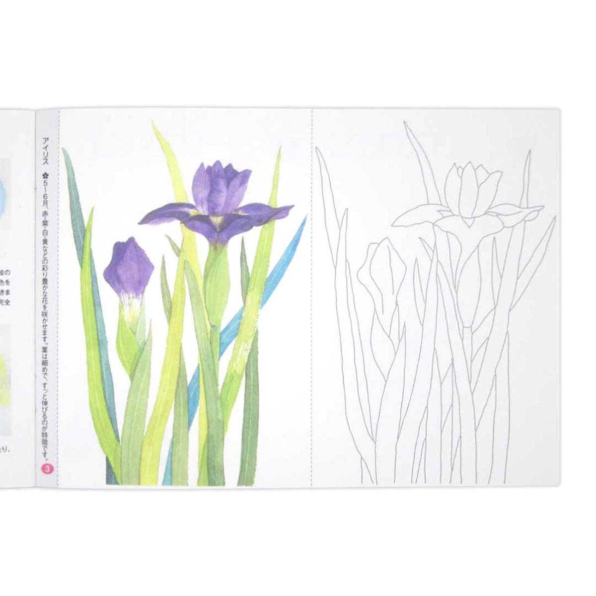 大人のぬりえ きれいな花々 370463