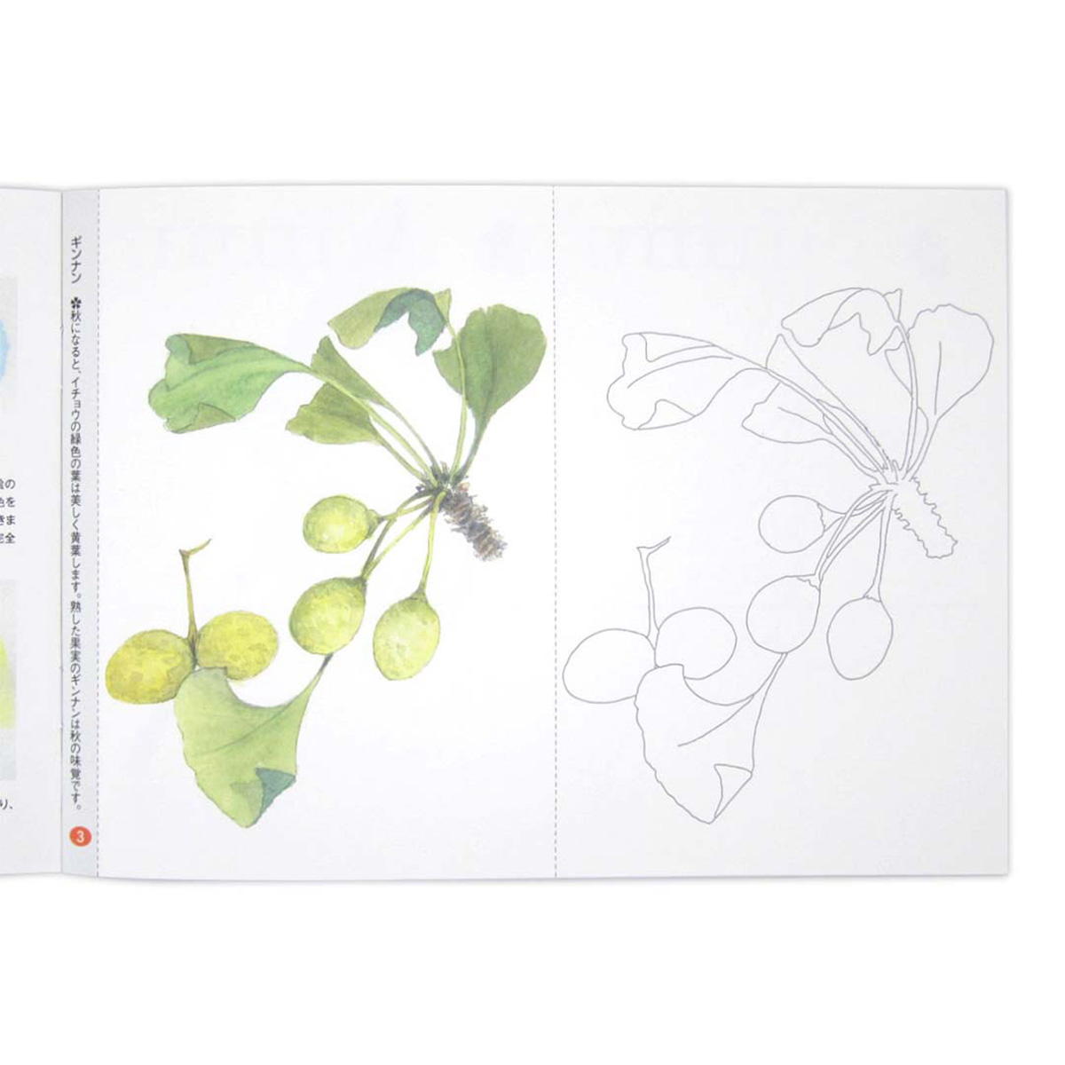 大人のぬりえ 楽しく塗る花と実 370464